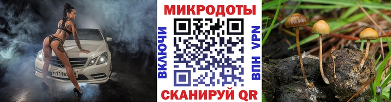 Псилоцибиновые грибы Psilocybe  Ступино 